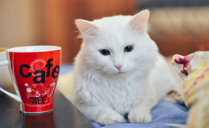 Et si vous preniez un café entouré de chats ?