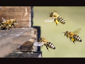 La danse des abeilles : le langage secret de la ruche