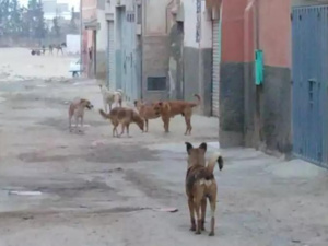 Kénitra sous le choc: la mort de deux enfants mordus par un chien enragé