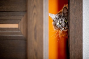 Voici pourquoi les chats détestent tant les portes fermées