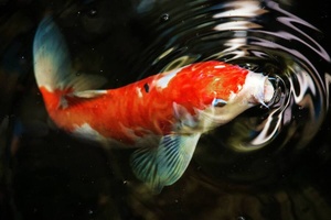 Un poisson au visage humain : Bob, la carpe koï qui fait sensation