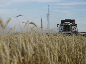 Un million de tonnes de blé pour une alliance stratégique