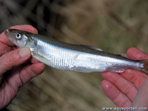 Un poisson nommé éperlan