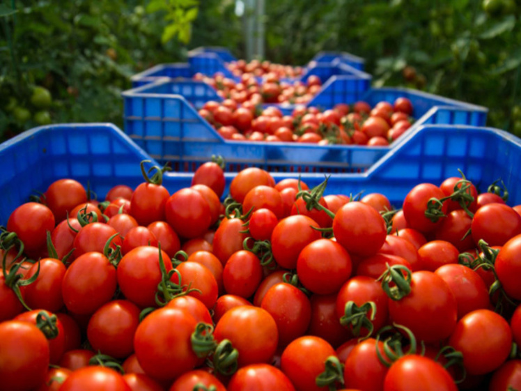 La tomate au cœur des tensions entre le Maroc et l’Espagne