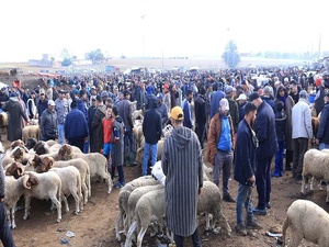 Une flambée annoncée des prix des moutons pour l’Aïd al-Adha 2025