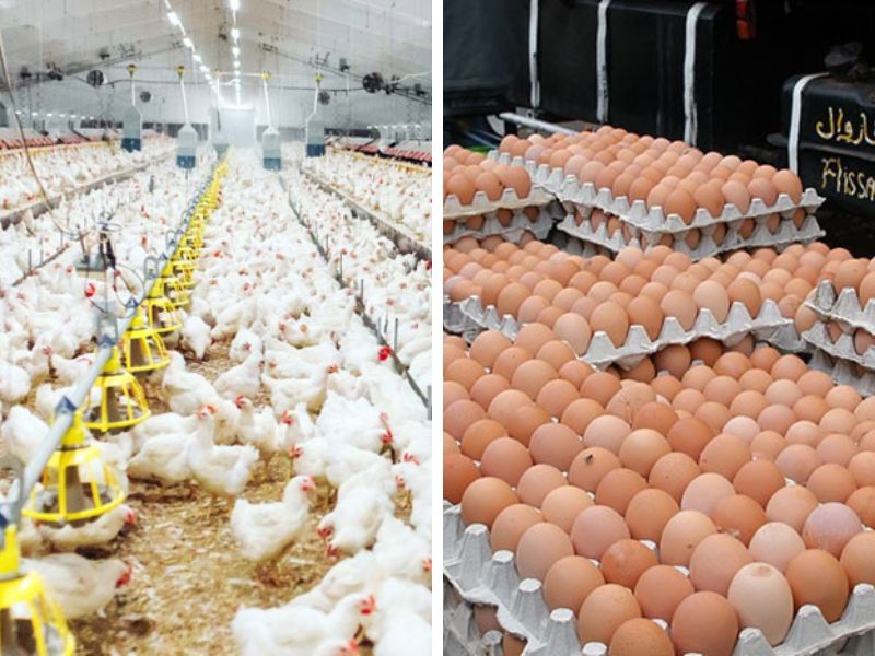 Les prix de la volaille et des œufs explosent au Maroc