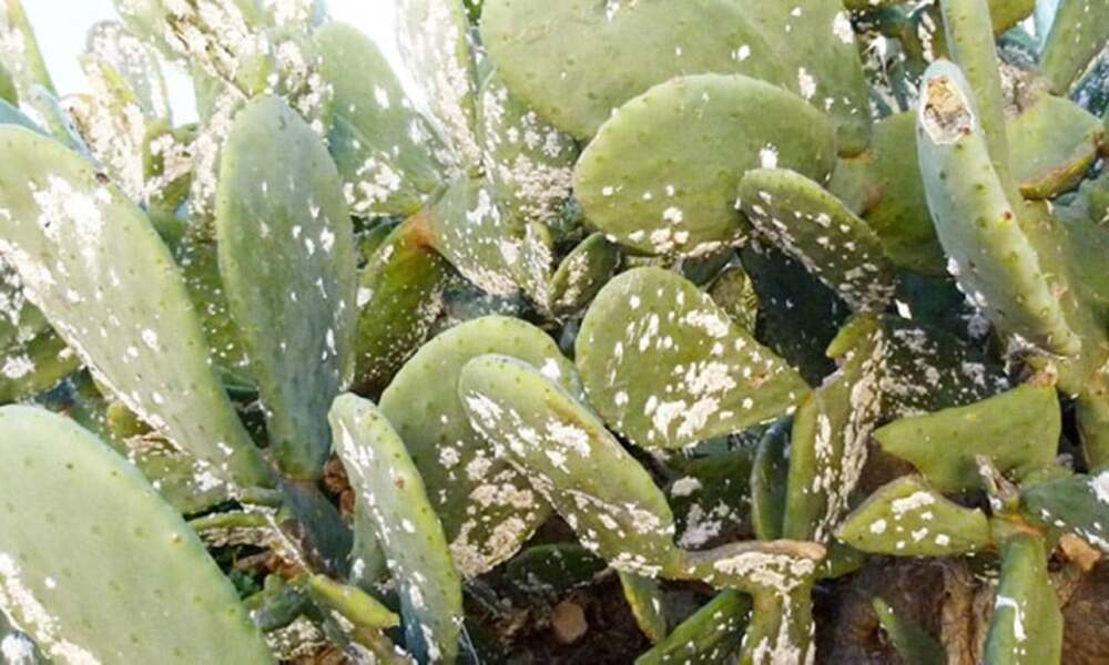 La Tunisie suit l'exemple du Maroc pour combattre la cochenille du cactus