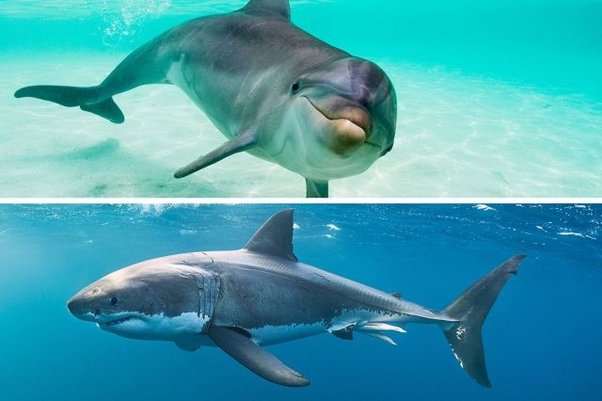 Agadir : Quand les dauphins se font passer pour des requins, la vérité derrière la rumeur