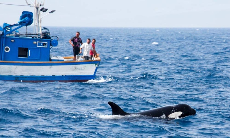 Attaques d’orques : Les pêcheurs demandent des mesures urgentes