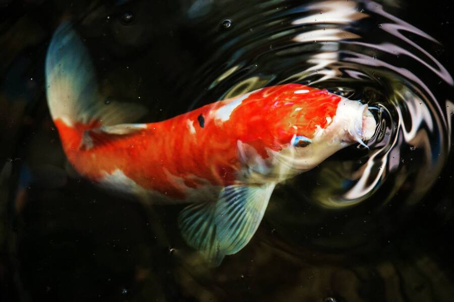 Un poisson au visage humain : Bob, la carpe koï qui fait sensation