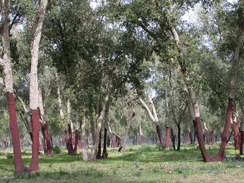 L’avenir des forêts marocaines face aux défis climatiques : entre urgence et résilience