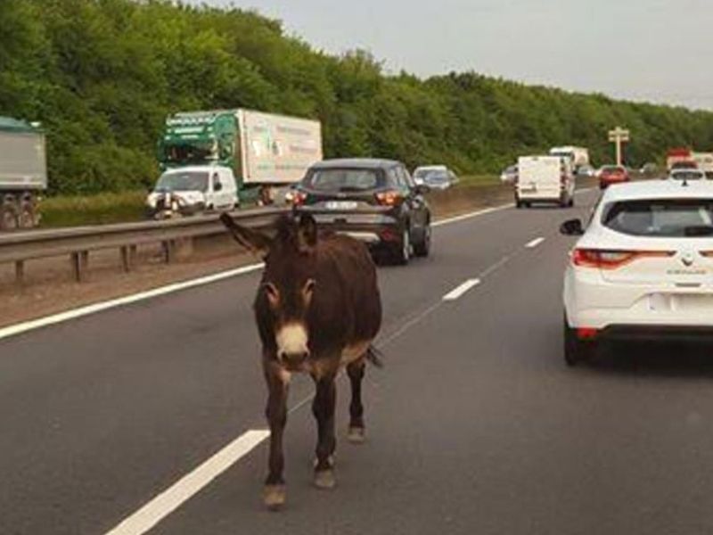 Un âne sur l’autoroute : la Société nationale des autoroutes du Maroc condamnée