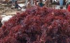Collecte des algues rouges à Safi , une filière à forte valeur ajoutée