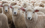 Chine : un troupeau de moutons tourne en rond de façon inexpliquée pendant des jours