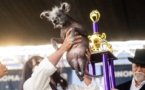 Scooter a remporté le titre peu flatteur de « chien le plus laid du monde » 