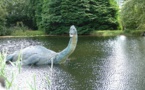 Le mystère du Loch Ness : une anguille géante à l'origine du monstre légendaire ?