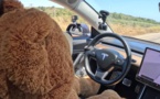 Vidéo : Un ours en peluche conduit une Tesla ?