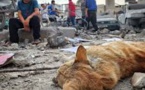 Gaza: Des centaines de  chats et des chiens tués lors des bombardements