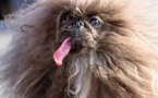 Un pékinois de 8 ans remporte le titre de "chien le plus moche du monde" en 2024