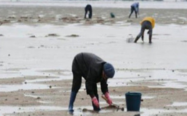 Dakhla : reprise du ramassage et de la vente des coquillages