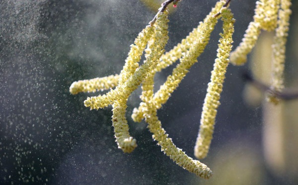 Covid-19 plus de risque : Plus pollens dans l'air augmente le risque