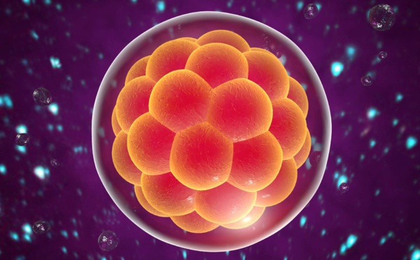 Un embryon humain reproduit en laboratoire