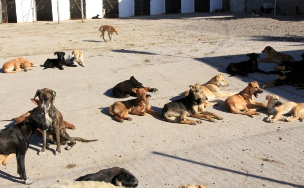 Casablanca : Construction d'un hôtel pour animaux à 8 millions de Dirhams