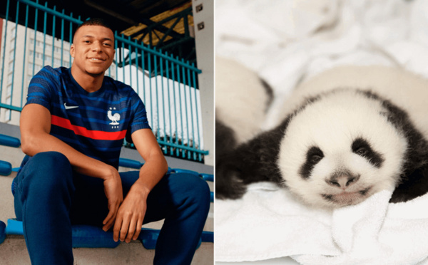 Mbappé sera le parrain d'un bébé panda de zoo de Beauval