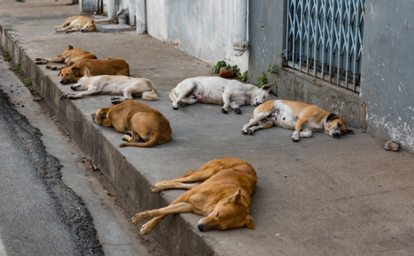 Maroc : L'abattage des chiens errants, est-il vraiment la solution ?