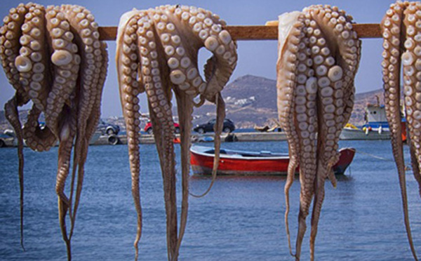 Pêche du poulpe : Feu vert pour la saison d’hiver Dakhla