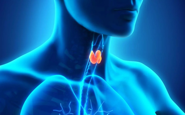 Une Thyroïde paresseuse : Quand cette glande fonctionne en deçà de ses moyens