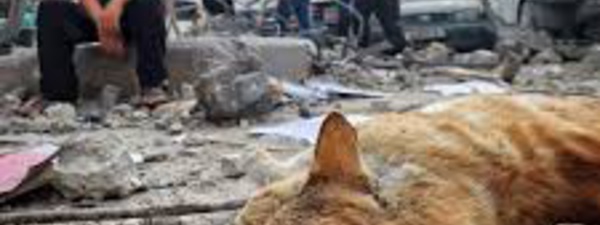 Gaza: Des centaines de  chats et des chiens tués lors des bombardements