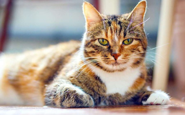 Vivre en appartement avec un chat : les astuces pour le rendre heureux
