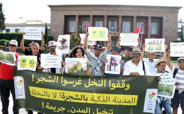 Rabat : Les écologistes s’opposent à la « Palmisation » des villes marocaines