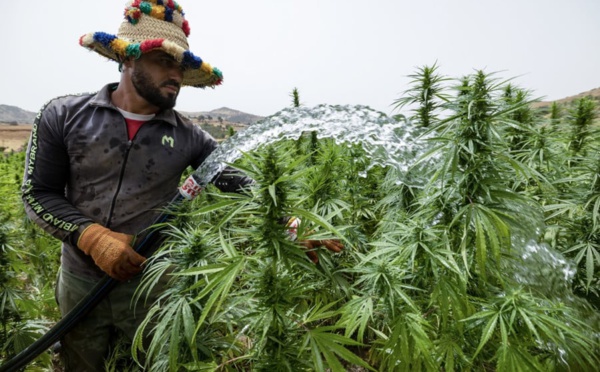 Grâces royales : Comment le Maroc compte transformer le défi du cannabis en opportunité ?