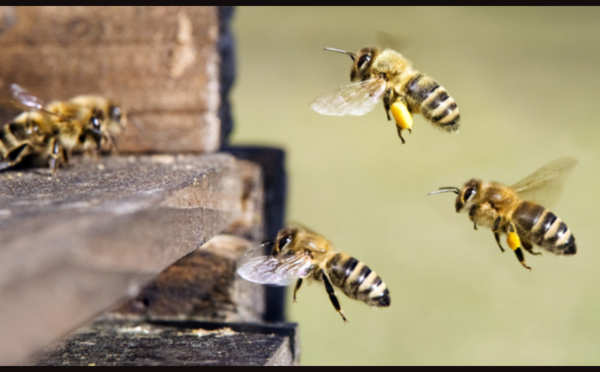 La danse des abeilles : le langage secret de la ruche