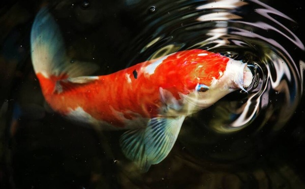 Un poisson au visage humain : Bob, la carpe koï qui fait sensation