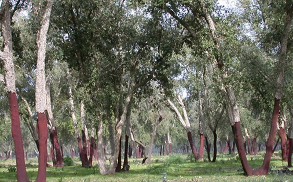 L’avenir des forêts marocaines face aux défis climatiques : entre urgence et résilience