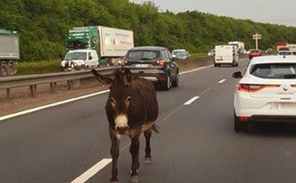 Un âne sur l’autoroute : la Société nationale des autoroutes du Maroc condamnée