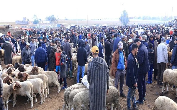 Une flambée annoncée des prix des moutons pour l’Aïd al-Adha 2025