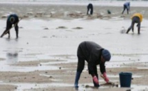 Dakhla : reprise du ramassage et de la vente des coquillages