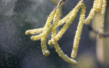 Covid-19 plus de risque : Plus pollens dans l'air augmente le risque