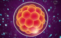 Un embryon humain reproduit en laboratoire