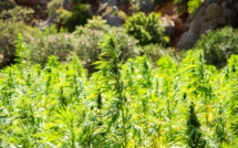 Cannabis : Les cultivateurs d’Al Hoceima et Chaouen créent une association