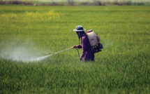 Des légumes marocains retirés des marchés à l’étranger, faute aux résidus de pesticides