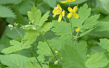 ​La fameuse plante vivace : la chélidoine