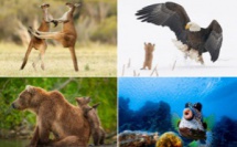 Comedy Wildlife 2021 : Voici les photos d'animaux les plus drôles de l'année