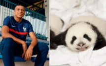 Mbappé sera le parrain d'un bébé panda de zoo de Beauval