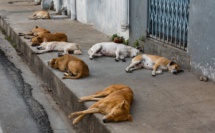 Maroc : L'abattage des chiens errants, est-il vraiment la solution ?