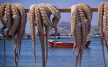 Pêche du poulpe : Feu vert pour la saison d’hiver Dakhla